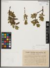Foto von Salix hastata L.